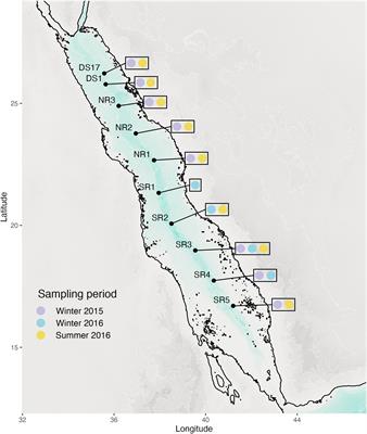 Eukaryotic diversity patterns in the Red Sea: from the surface to the deep